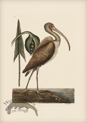083 Brown Curlew